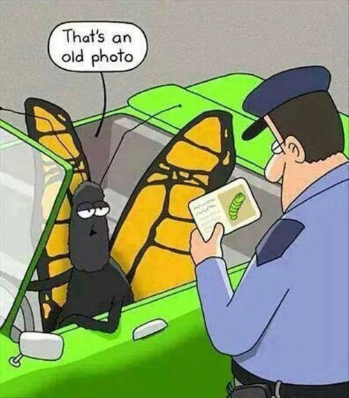 funny christian picture, butterfly, change