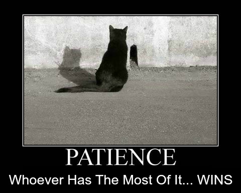Patience, Cat Waiting For Mouse, Funny