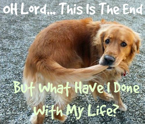 Funny Dog Picture, This is the end