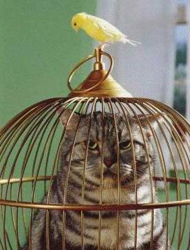 funny christian stories, pictures, cat and bird, funny embarrassing