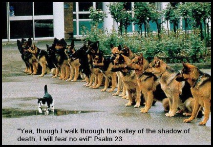 funny psalms 23, funny christian story, dog and cat, yea though I walk through the valley of death