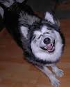 funny german shepherd, laughing dog