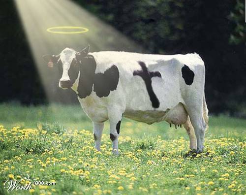 holy cow, funny christian stories, funny christian pictures