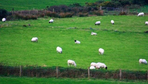 Ireland sheep