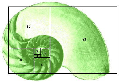 Fibonacci example, sea shell