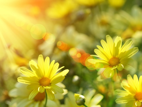 beautiful flower, sunshine, in sun