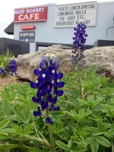 Blue Bonnet Cafe, Marble Falls Texas, John 3:16
