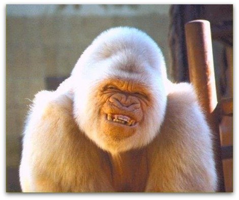 smiling Gorilla, monkey, Funny Christian Picture